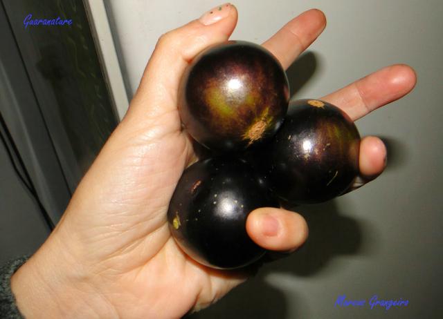 Muda de Jabuticaba Olho de Boi (Gigante)