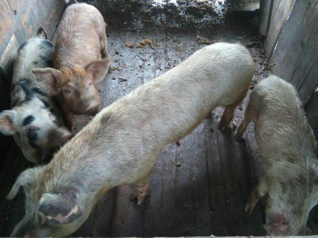 Porcos e leitoes