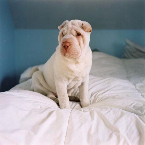 Shar Pei lindo