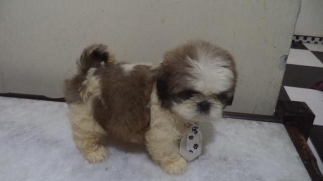 Shih Tzu macho tricolor esse das fotos aceito cartões