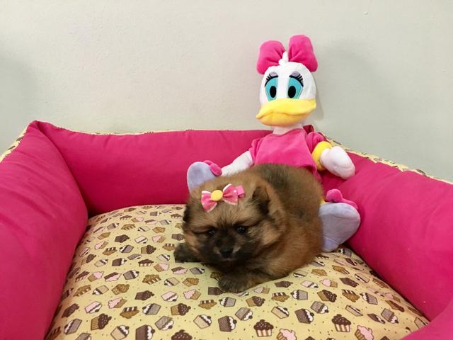 Spitz alemão fêmea