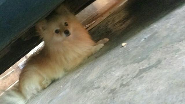 Sptiz alemao em torno de 27cm 2.5kg