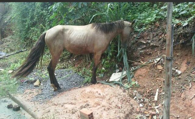 Vendo égua potra, qualidade !