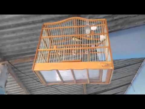 Vezeiro Gaiola completa