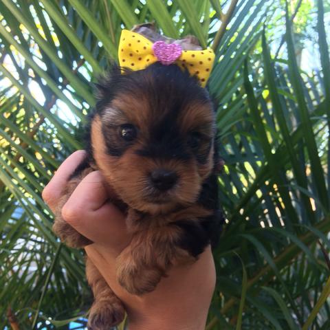 Yorkshire Terrier micro baby face/ loja Puppy Store