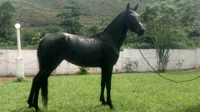 Égua MM 3 anos e meio. sem papel.