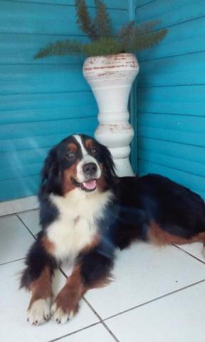 Boiadeiro De Berna - 51 9 