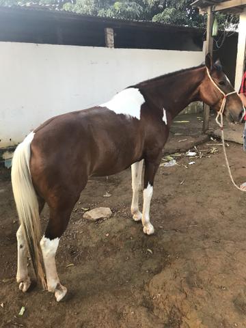 Cavalo Mangalarga, macha picada. Macio. Para cavalgada.
