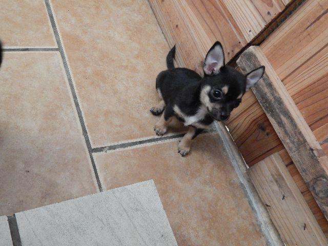 Chihuahua lindinho