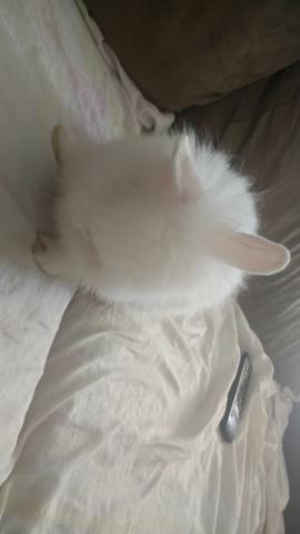 Coelho em porquinho da índia