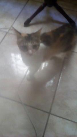 Gatinha Mimi