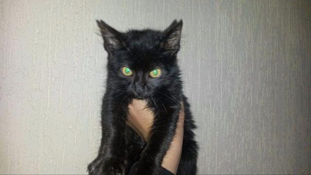 Gato preto para adoção