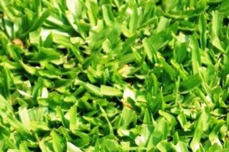 Grama(corte e plantio)