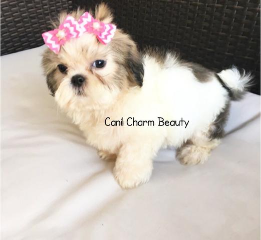 Linda fêmea de shih tzu