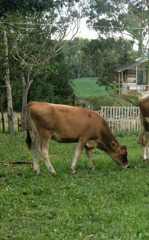 Linda novilha Jersey