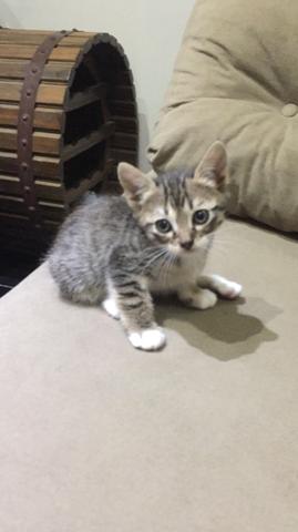 Lindas gatinhas para adoção