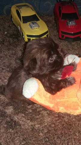 Para quem procura macho de shih tzu tu bem pequenos