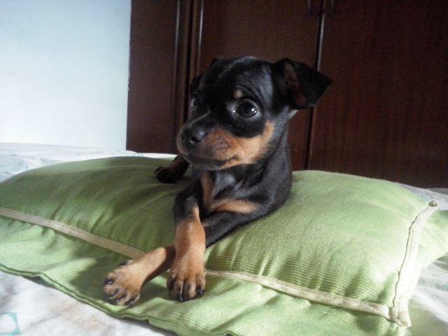 Pinscher femea