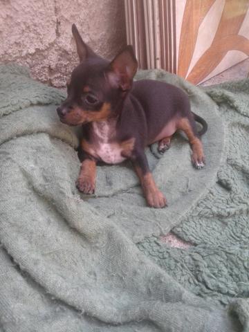 Pinscher numero 2