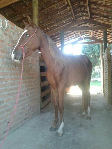 Potro mangalarga Marchador