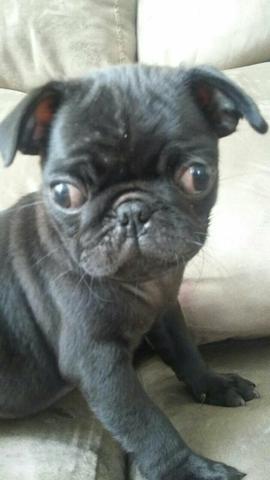 Pug macho com pedigree
