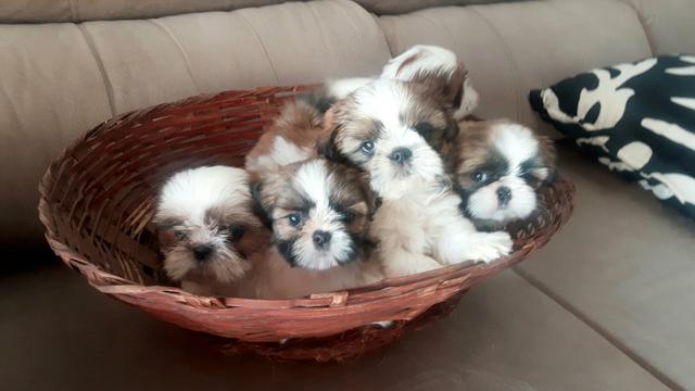 Shitzu macho e fêmea !!!