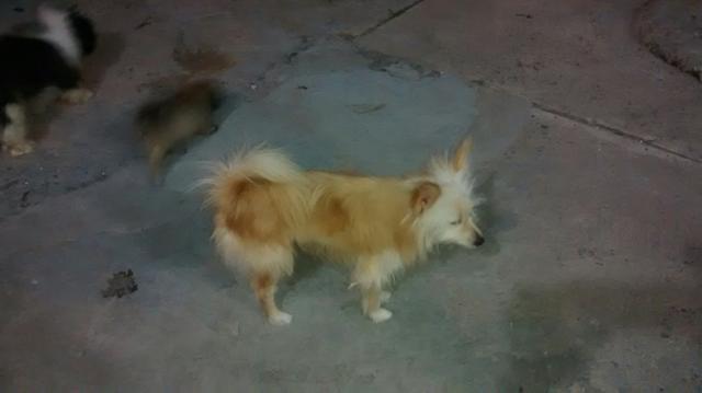 Spitz Alemão, Macho. Oportunidade