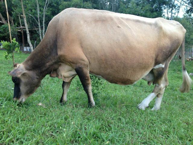 Vaca de leite Jersey
