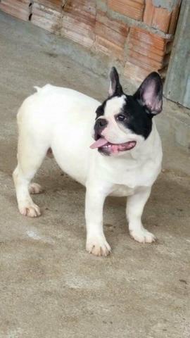 Vendo buldogue francês jovem