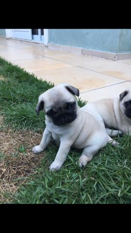 Apenas 2 PUGs lindos