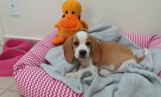 Beagle Femêa 2 Mêses