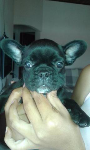 Bulldog Francês