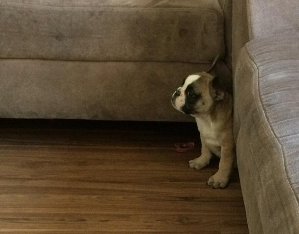 Bulldog Francês Fêmea 10 x 