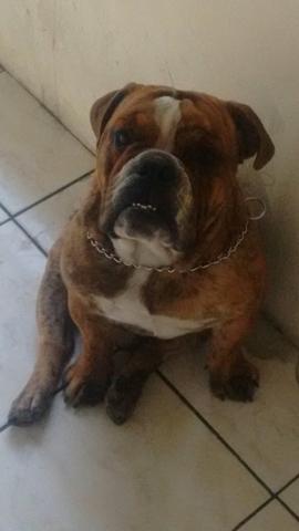 Bulldog inglês cobertura