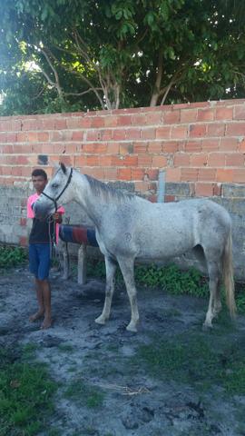 Cavalo Rudado Roxo