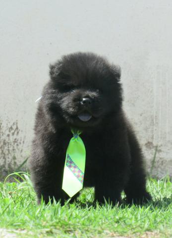 Chow chow preto