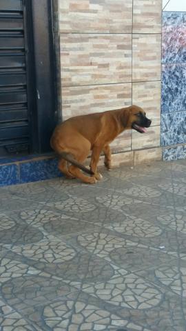 Fila brasileira fêmea já vacinada e vermifugada