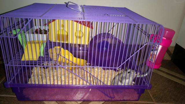 Hamster com casinha de 2 andares