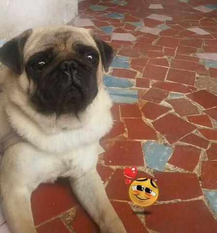 Lindo casal de pugs adulto.