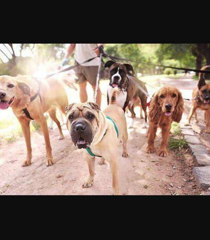 Passeador e cuidador de cães