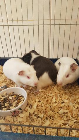 Porquinho da Índia legítimo