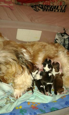 Shih tzu fem e macho