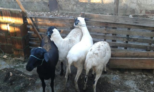 Três ovelhas e um carneiro