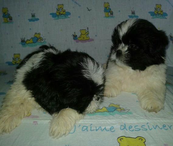 Vendendo 3 shih tzu