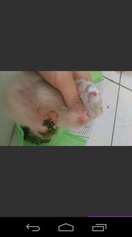 Vendo hamster angora
