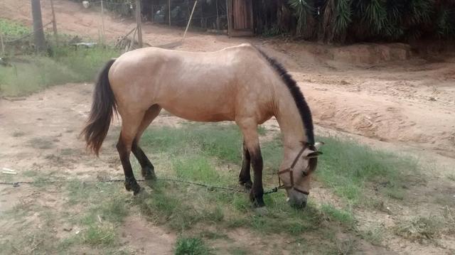 Égua baía em Piedade