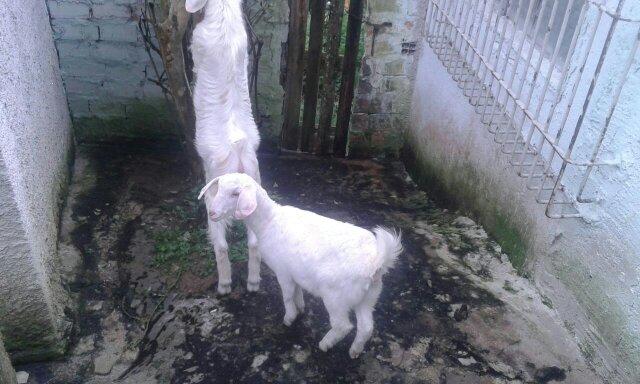 1 casal de cabras sanen