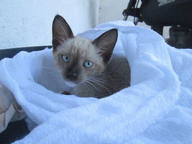 Adoçao de gatinhas