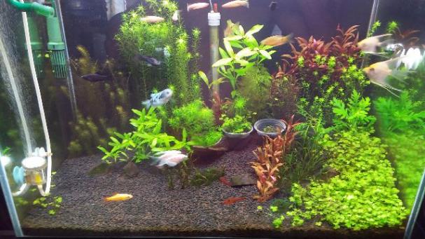 Aquário 140 litros + iluminação