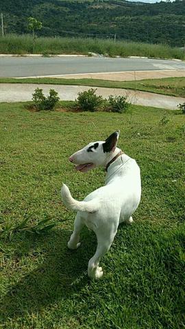 Bull terrier